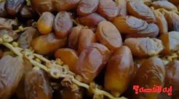 صدمة تجار.. ارتفاع ملحوظ بأسعار البلح السيوي في أسواق مطروح لـ 2025